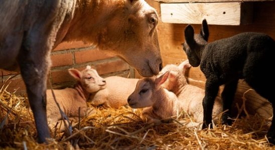 Five lambs born in Eemnes Had to buy extra fences