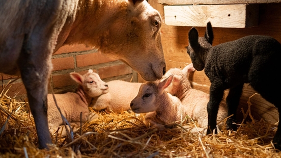 Five lambs born in Eemnes Had to buy extra fences