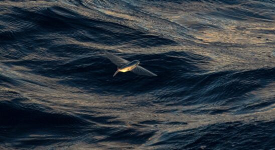 High Seas Treaty a historic agreement after 15 years of