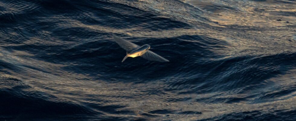 High Seas Treaty a historic agreement after 15 years of