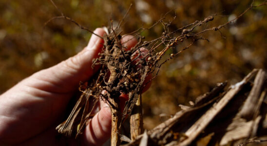 In Argentina drought continues to undermine crops