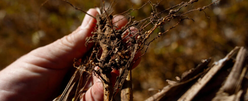 In Argentina drought continues to undermine crops