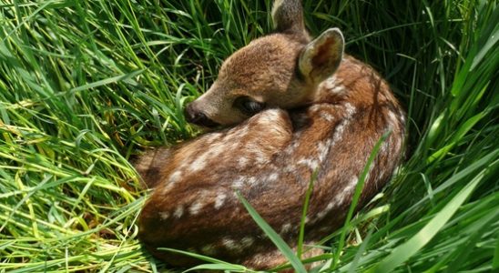 In spring nature is a nursery Treat it that way