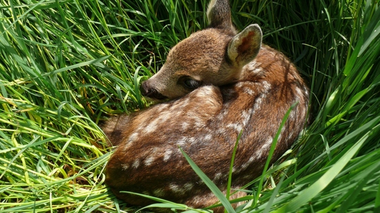 In spring nature is a nursery Treat it that way