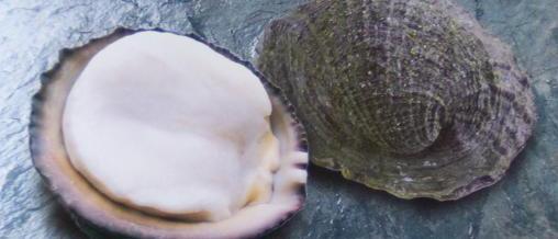 Latest news Mollusk of the year named