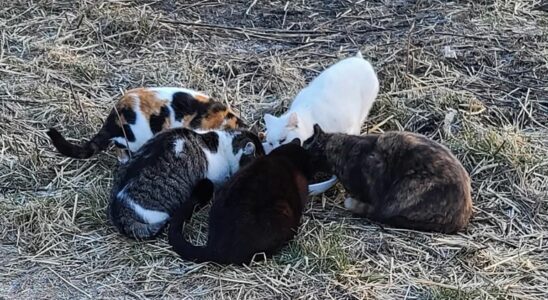 Online fundraiser launched for Petrolias feral cats