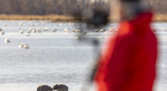 PHOTOS For the birds and the bird watchers