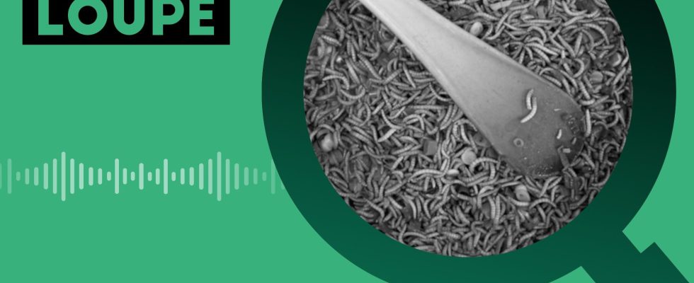 PODCAST What if the future of our food goes through