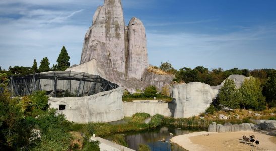 Paris Zoological Park predators in the spotlight