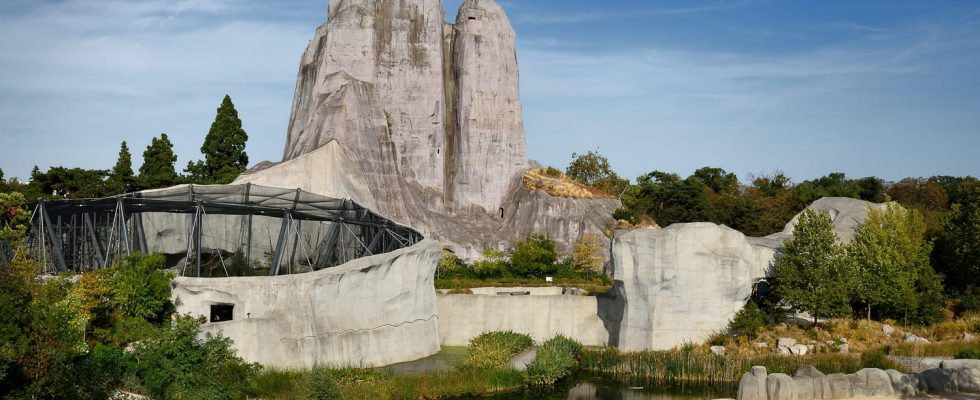 Paris Zoological Park predators in the spotlight