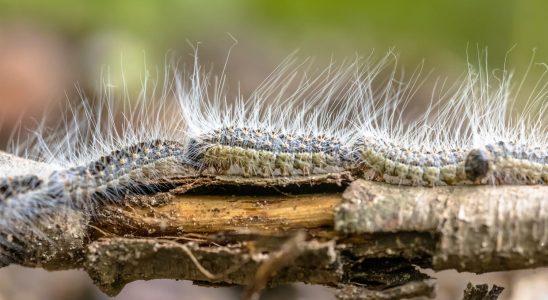 Processionary caterpillar period bite photo danger