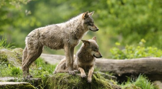 Resistance to the wolf grows with age and what is