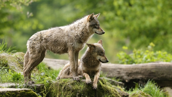 Resistance to the wolf grows with age and what is