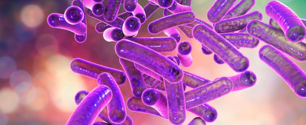 Shigella why does this bacterium present in Europe worry researchers