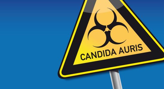 Should we fear Candida auris mushroom in France