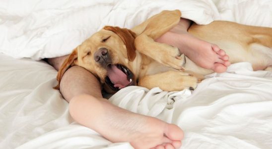 Sleep pets prevent us from sleeping