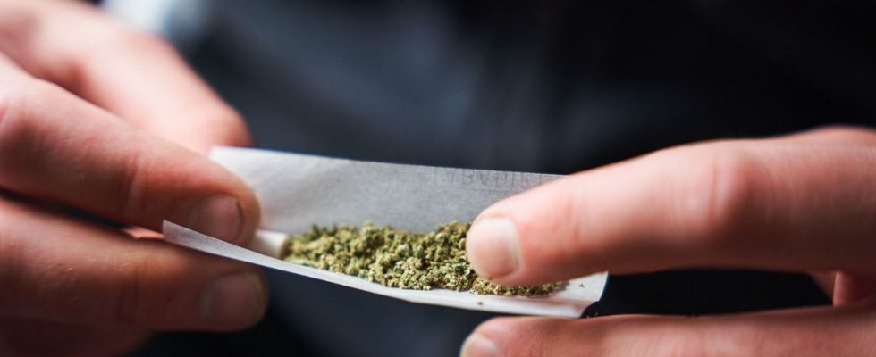 Smoking cannabis would shrink the testicles and harm male fertility