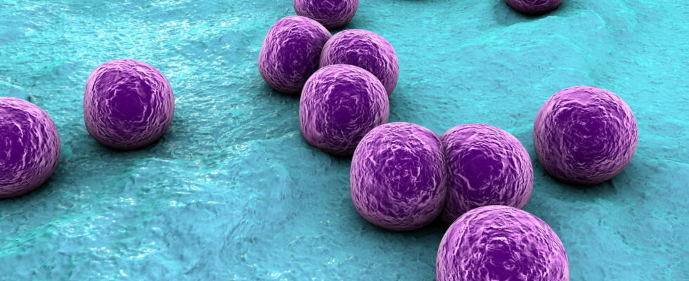 Staphylococcus what is it getting rid of it contagious