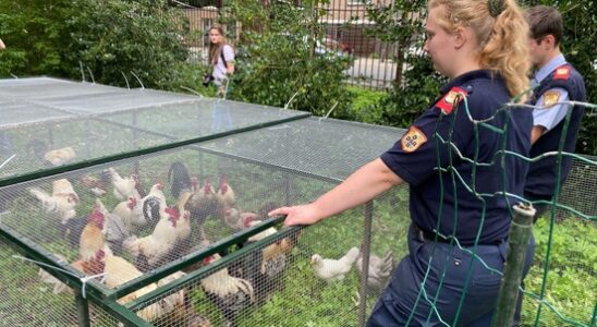 The municipality is again removing chickens from Julianapark now out