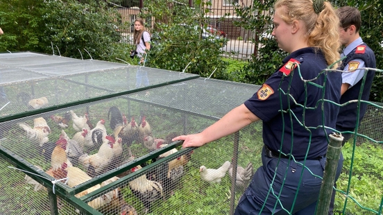 The municipality is again removing chickens from Julianapark now out