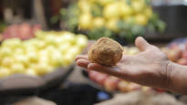 The truffles coveted by gourmands are dangerous gold for the