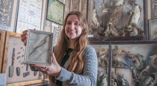 Unique collection of taxidermied birds part of St Marys Museums