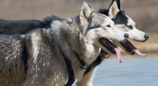 Utrecht man who abused huskies Whiskey and Baco under the