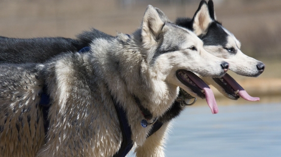 Utrecht man who abused huskies Whiskey and Baco under the