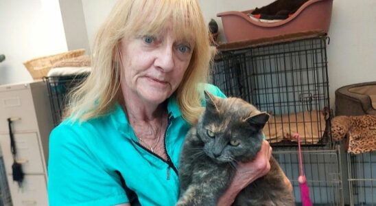 Wallaceburg mystery cat has British Columbia origins