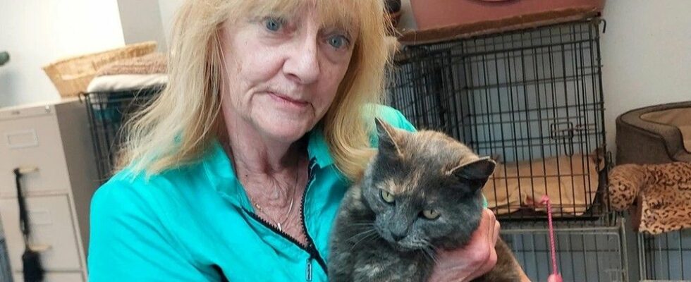 Wallaceburg mystery cat has British Columbia origins