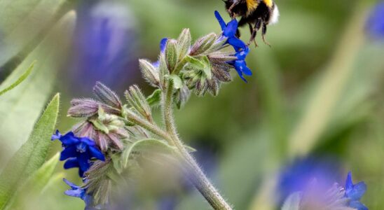 Warmer climates threaten hibernating bumblebees