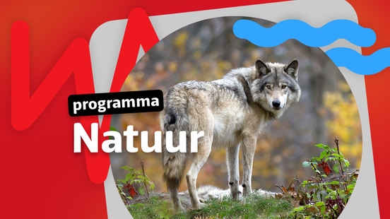 Watch the UKiest program on Nature here