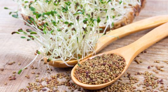 What are the benefits of alfalfa seeds