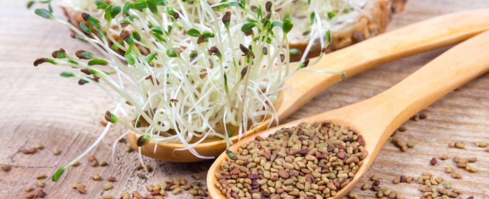 What are the benefits of alfalfa seeds