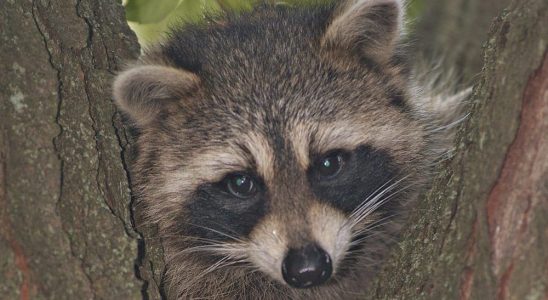 1681849461 Raccoons under your deck are not an emergency Police