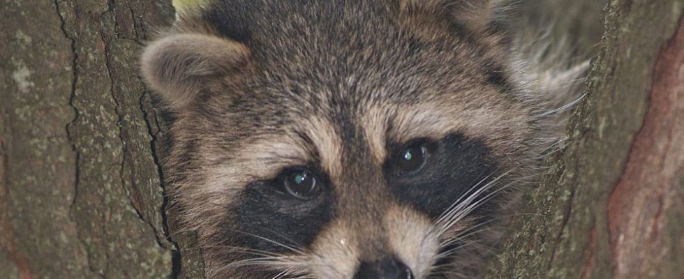 1681849461 Raccoons under your deck are not an emergency Police