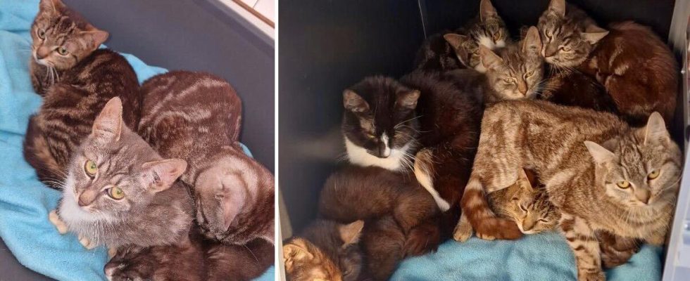 22 abandoned cats found in Kalix several frozen in