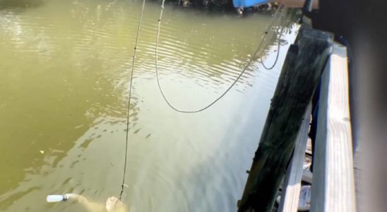 24 Eyed Cubic Creature Found Hiding in Pond in Hong Kong