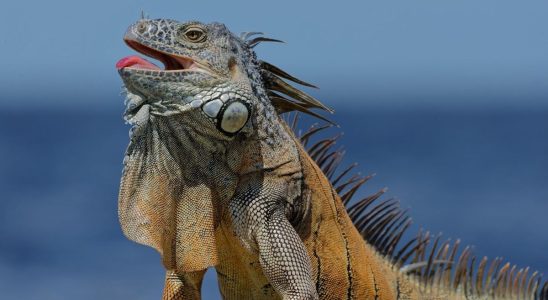 After being bitten by an iguana a young girl develops