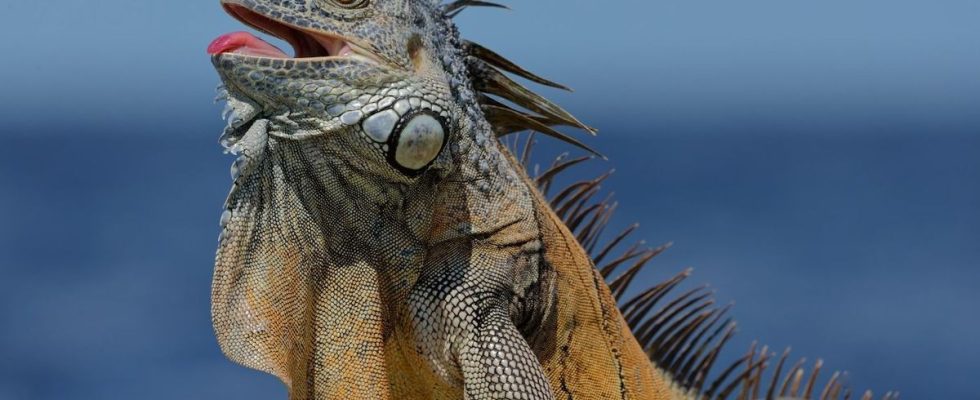 After being bitten by an iguana a young girl develops