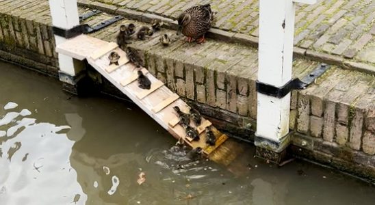 All ducks swim in the water and in Utrecht they