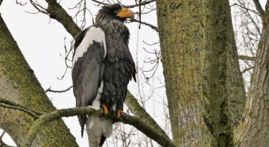 Asian fish eagle settles in Oudewater A really beautiful animal