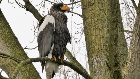 Asian fish eagle settles in Oudewater A really beautiful animal