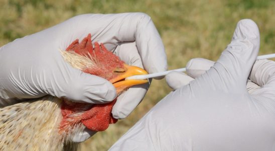 Avian flu bird cases detected in Norfolk County says health