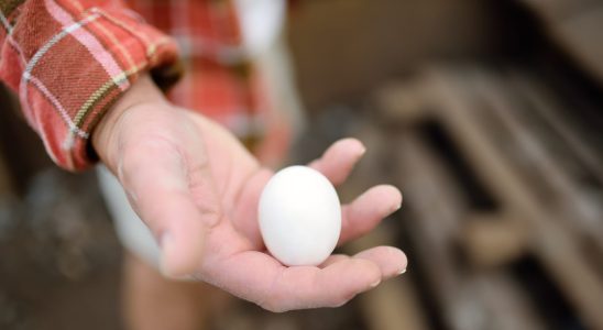 Chicken eggs not recommended in Ile de France what health risks