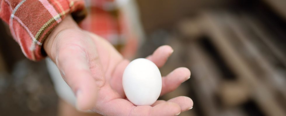 Chicken eggs not recommended in Ile de France what health risks