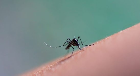 Chikungunya symptoms duration in France is it fatal