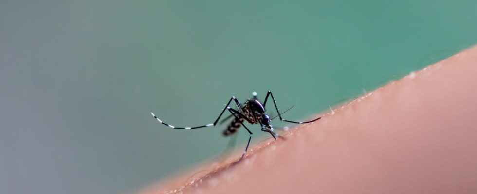 Chikungunya symptoms duration in France is it fatal