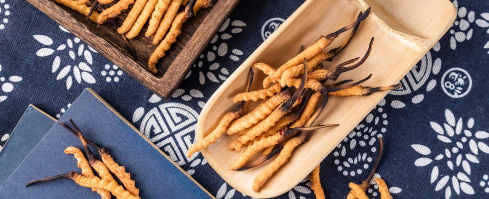 Cordyceps benefits in France dangerous for humans