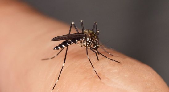 Diseases transmitted by the tiger mosquito France could experience an